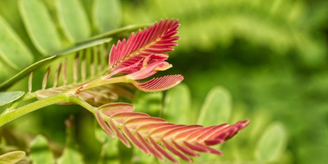 Health benefits of tongkat ali for overall health