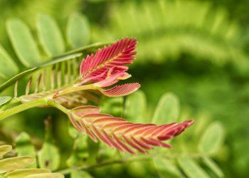 Health benefits of tongkat ali for overall health