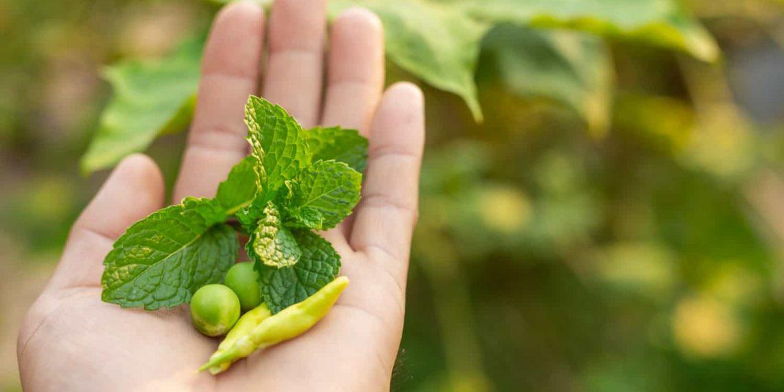 green coffee bean extract for mental focus