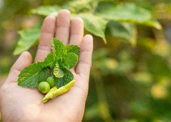 green coffee bean extract for mental focus