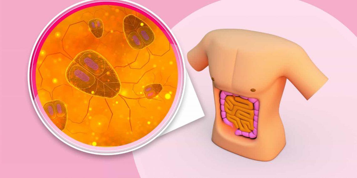 Microscopic view of probiotics for irritable bowel syndrome promoting gut health.