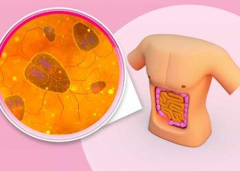 Microscopic view of probiotics for irritable bowel syndrome promoting gut health.