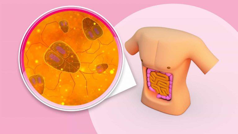 Microscopic view of probiotics for irritable bowel syndrome promoting gut health.