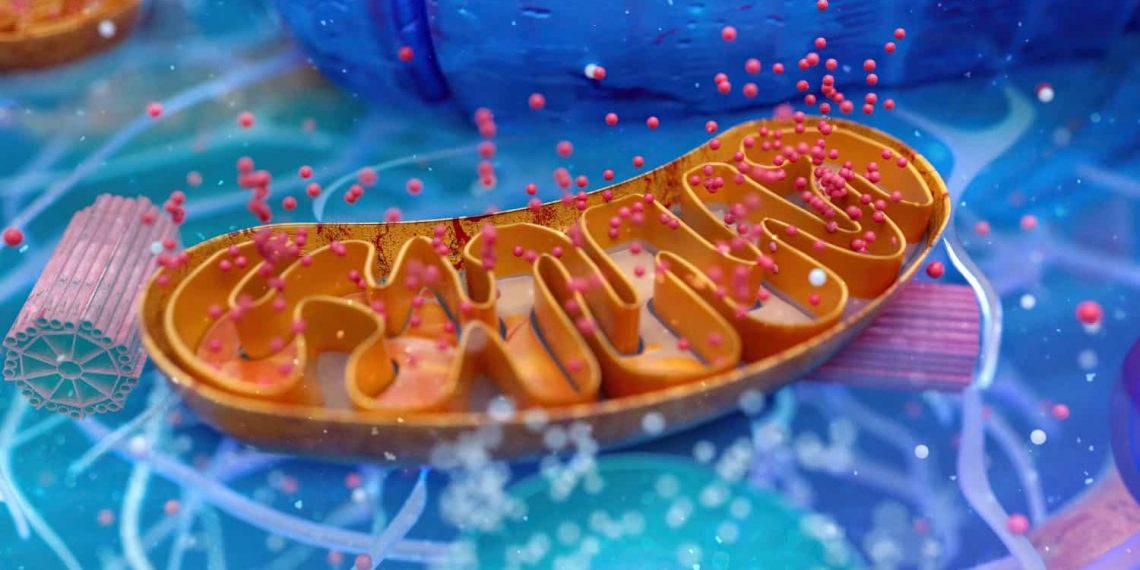 Mitochondria fat loss mechanism boosting energy and metabolism-min