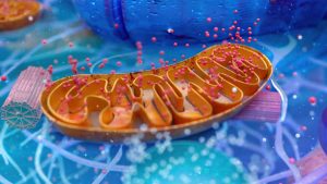 Mitochondria fat loss mechanism boosting energy and metabolism-min