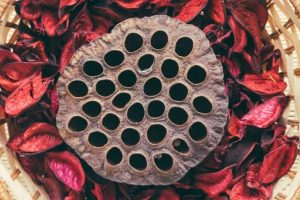 Close-up of lotus seed pod triggering trypophobia response