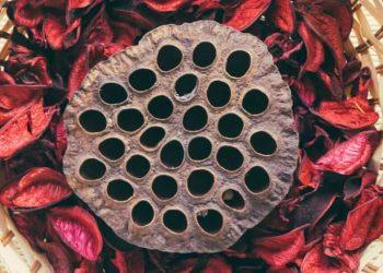 Close-up of lotus seed pod triggering trypophobia response