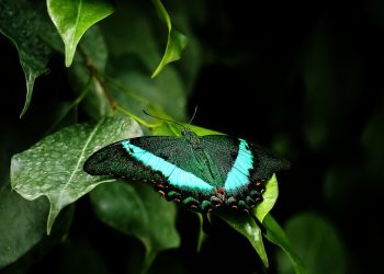 10 Amazing Benefits of Moringa Leaves You Must Know