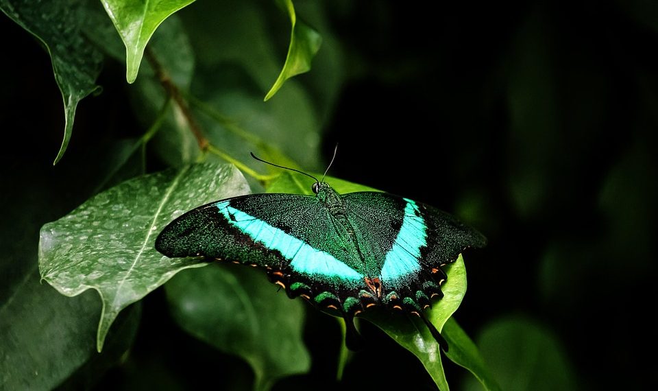 10 Amazing Benefits of Moringa Leaves You Must Know