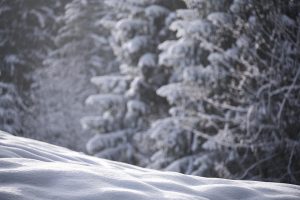 10 Amazing Benefits of Moringa Powder You Need to Know