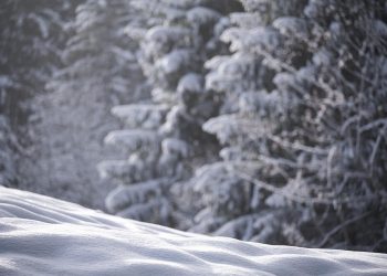 10 Amazing Benefits of Moringa Powder You Need to Know