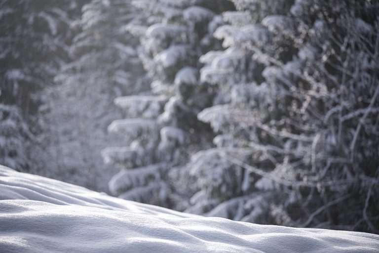 10 Amazing Benefits of Moringa Powder You Need to Know