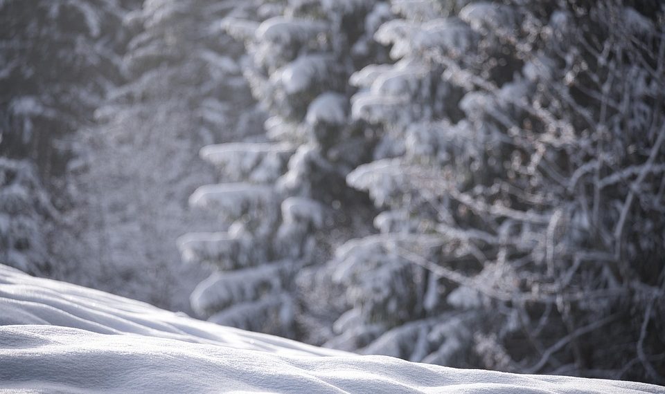 10 Amazing Benefits of Moringa Powder You Need to Know