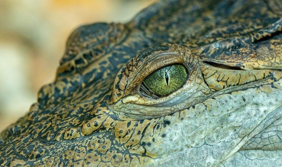 10 Best Collagen for Skin: Unlock Youthful Radiance Today!