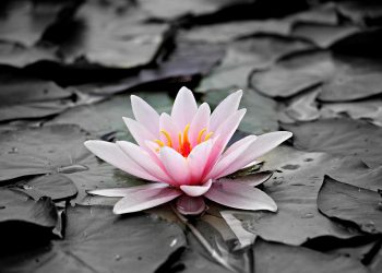 10 Calming Remedies to Banish Stress Today!