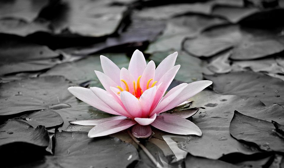 10 Calming Remedies to Banish Stress Today!