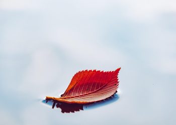 10 Clean Eating Recipes to Revitalize Your Meals Today