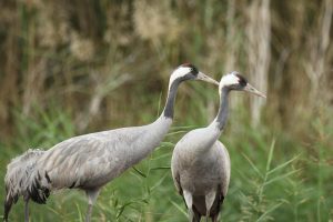 10 Easy Food Swaps for a Healthier You Today!