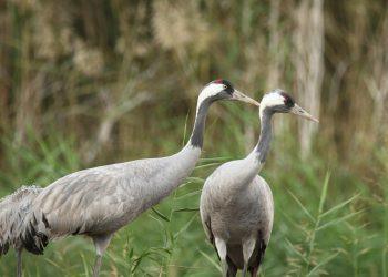 10 Easy Food Swaps for a Healthier You Today!