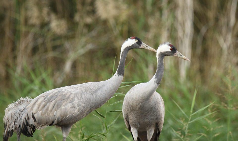 10 Easy Food Swaps for a Healthier You Today!