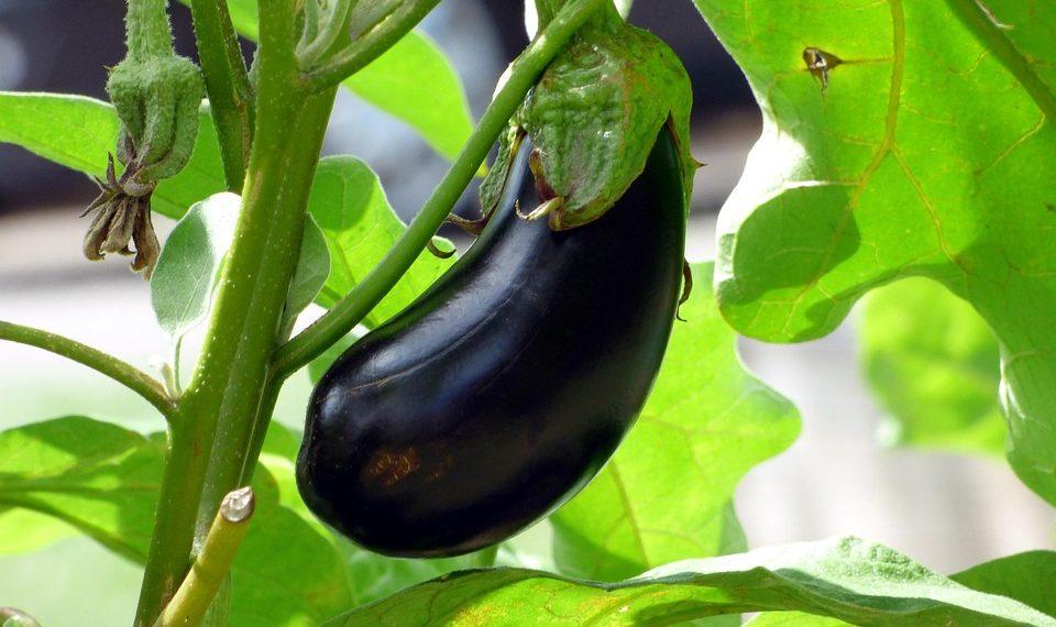 10 Energizing Veggies to Supercharge Your Day!