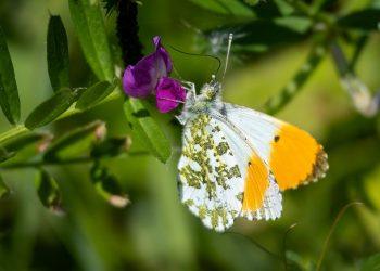 10 Essential Wellness Tips for a Balanced Life