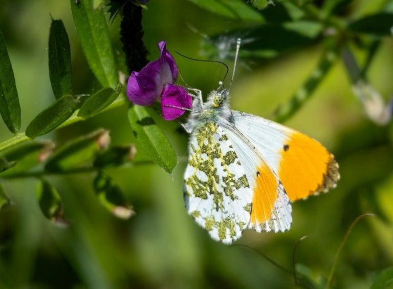 10 Essential Wellness Tips for a Balanced Life