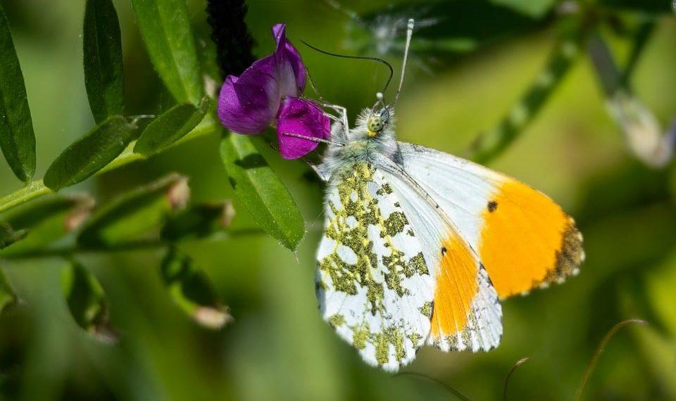 10 Essential Wellness Tips for a Balanced Life