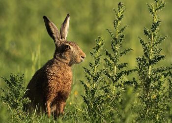 10 Fast Stress Relief Techniques You Need Right Now