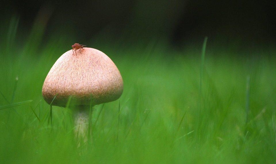 10 Foods That Add Years to Your Life