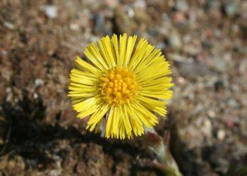 10 Game-Changing Appetite Suppressants You Must Try