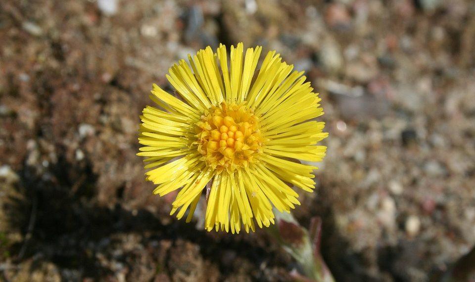 10 Game-Changing Appetite Suppressants You Must Try