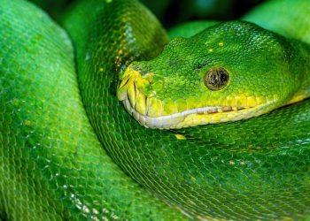 10 Green Smoothie Recipes for Instant Energy Boosts