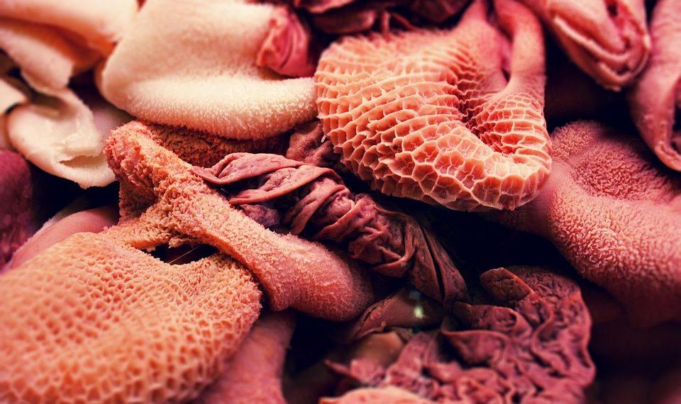 10 Gut-Friendly Foods You Must Add to Your Diet Today!