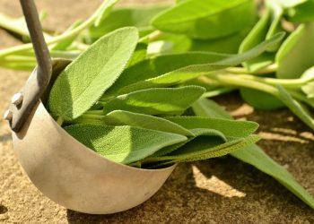 10 Healing Herbs You Need in Your Wellness Arsenal