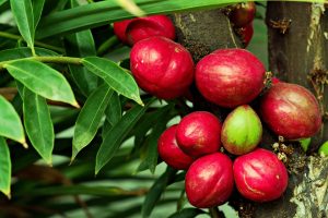 10 Herbal Remedies That Boost Your Immune System Fast