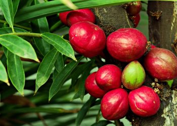 10 Herbal Remedies That Boost Your Immune System Fast