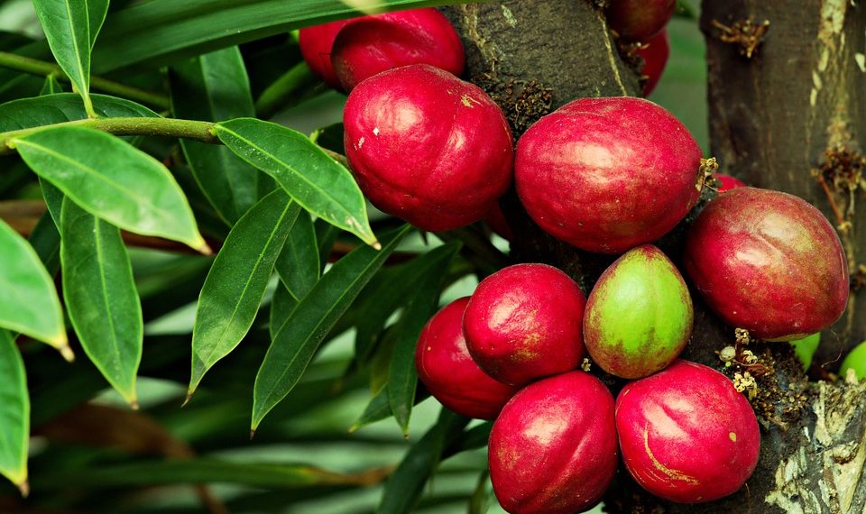 10 Herbal Remedies That Boost Your Immune System Fast