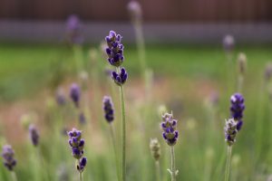 10 Herbal Remedies for Everyday Ailments You Need to Try