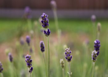 10 Herbal Remedies for Everyday Ailments You Need to Try