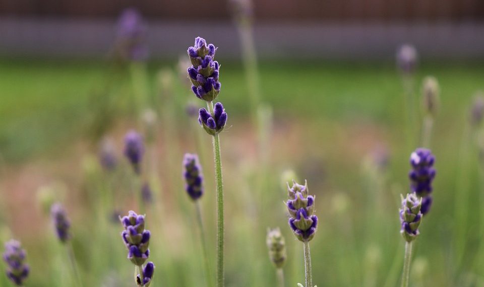 10 Herbal Remedies for Everyday Ailments You Need to Try