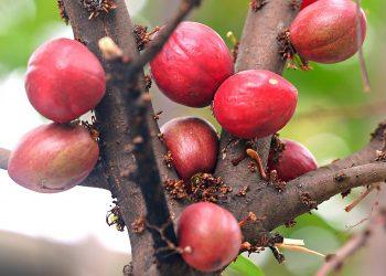 10 Herbs to Banish Stress Naturally