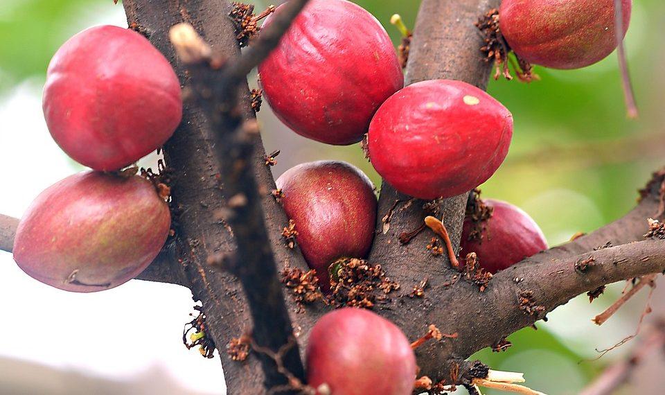 10 Herbs to Banish Stress Naturally