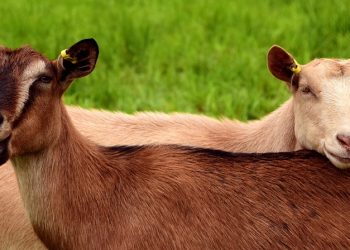 10 Lean Protein Sources to Fuel Your Fitness Journey