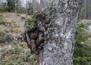 10 Must-Try Natural Supplements for Better Health