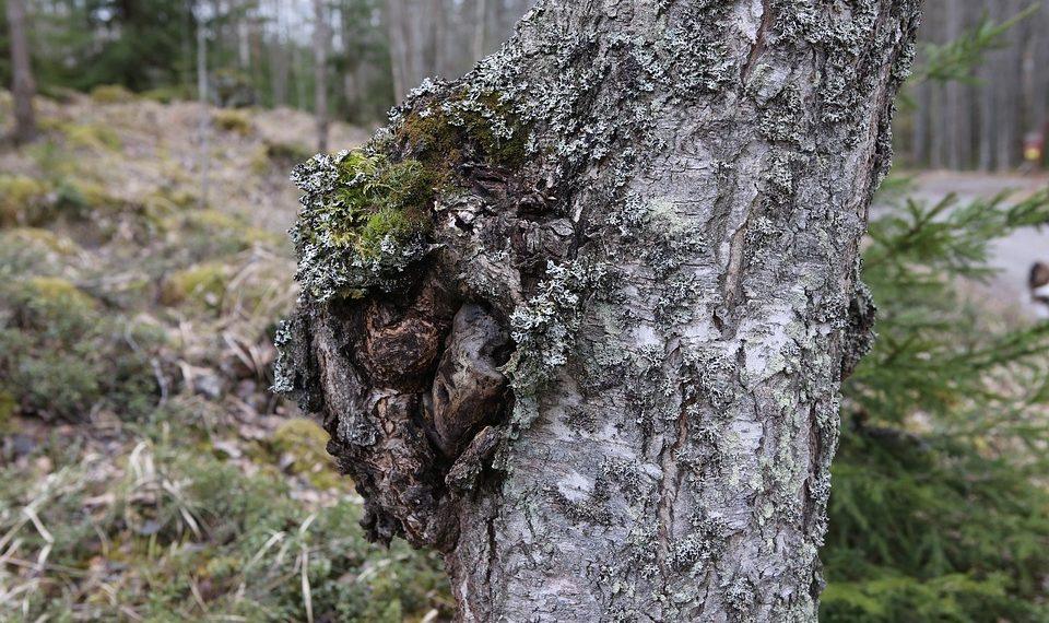 10 Must-Try Natural Supplements for Better Health