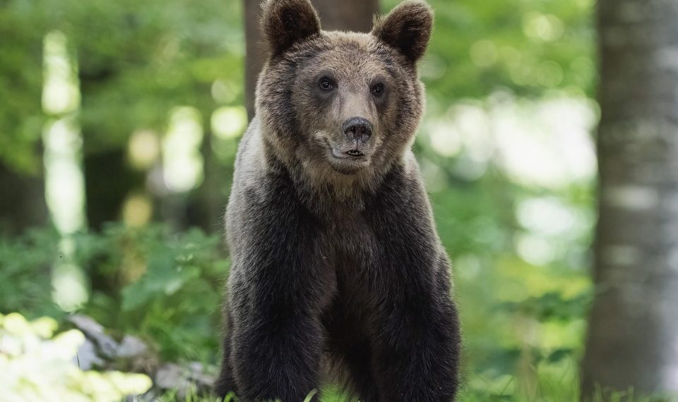 10 Natural Digestive Enzymes for Better Gut Health