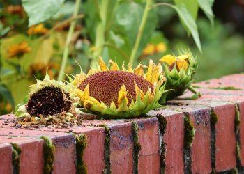 10 Natural Foods to Boost Your Muscle Recovery Fast