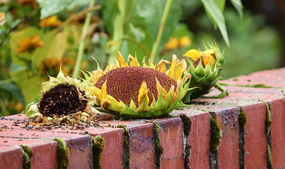 10 Natural Foods to Boost Your Muscle Recovery Fast