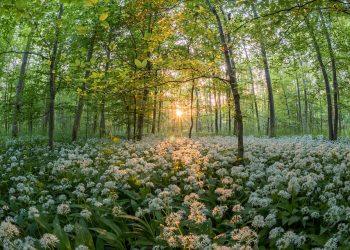 10 Natural Remedies That Really Work Wonders